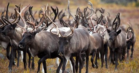 What Does Caribou Migration Show? A Journey Through Nature's Mysteries